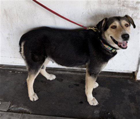 PRINCESA, a dog for adoption from South Los Angeles Animal Care and Control Center