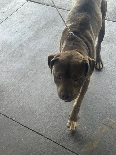 Solo, Pit Bull Terrier