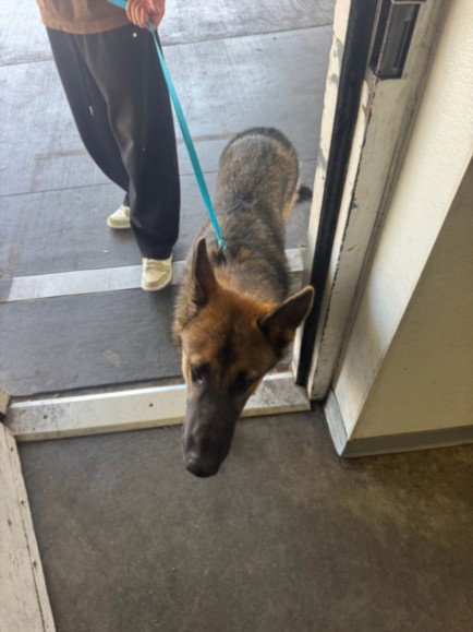 Trojan, German Shepherd Dog