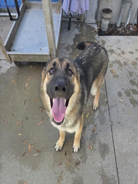 TROJAN, a dog for adoption from South Los Angeles Animal Care and Control Center