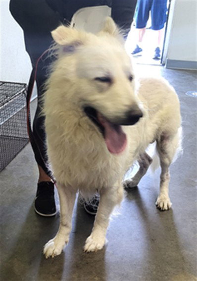 HUNTER, a dog for adoption from South Los Angeles Animal Care and Control Center
