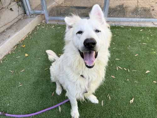 Hunter, German Shepherd Dog / Great Pyrenees / Mixed (medium coat)