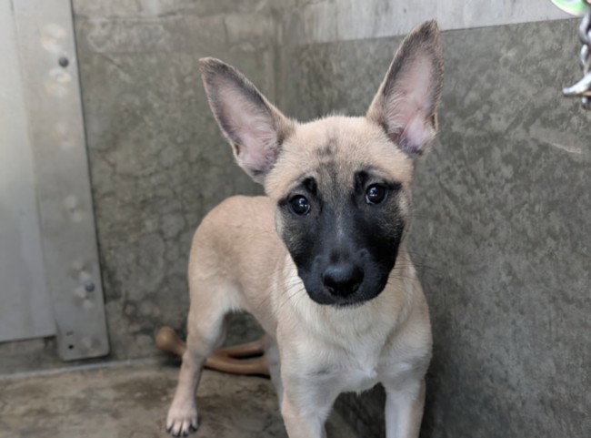 Cheese, German Shepherd Dog