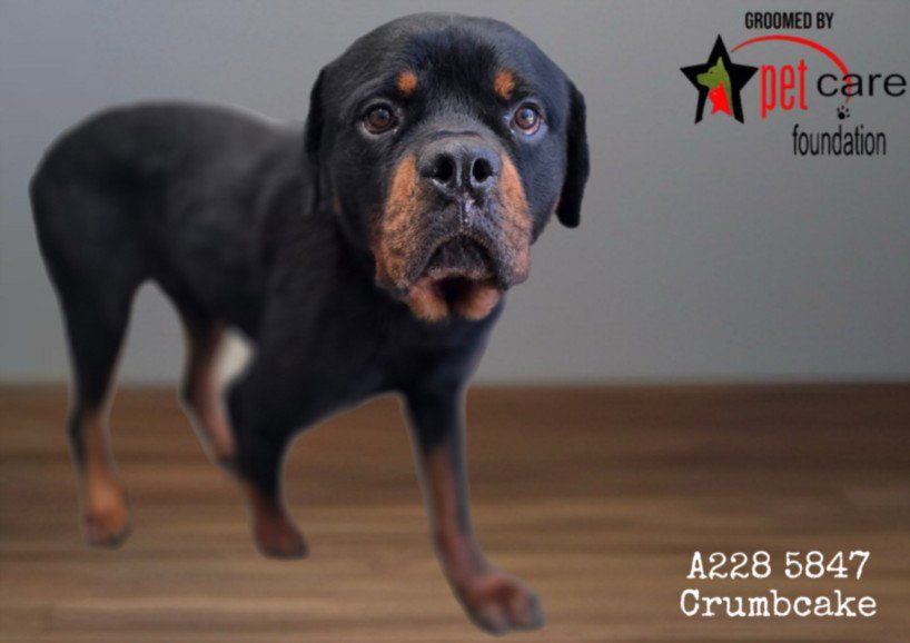 Crumbcake, Rottweiler