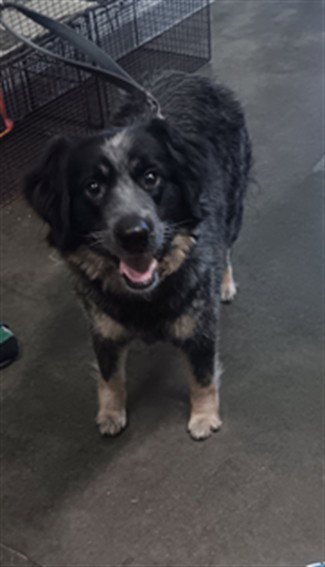 Kimba, Australian Cattle Dog/Blue Heeler