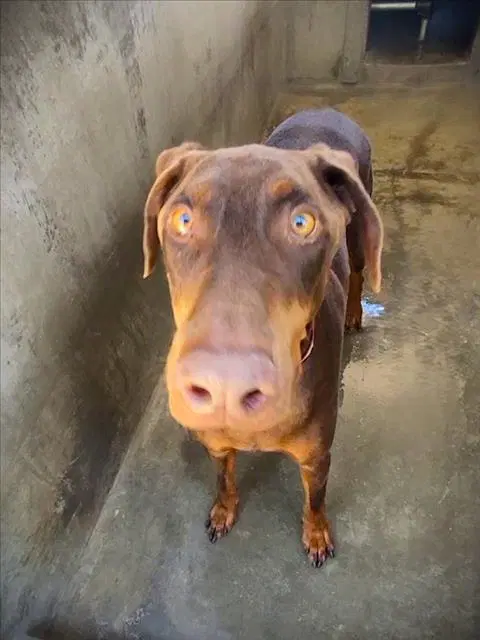 Bruce Willis - Doberman Pinscher