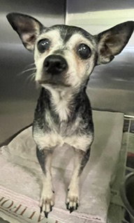 JULIA, a dog for adoption from South Los Angeles Animal Care and Control Center
