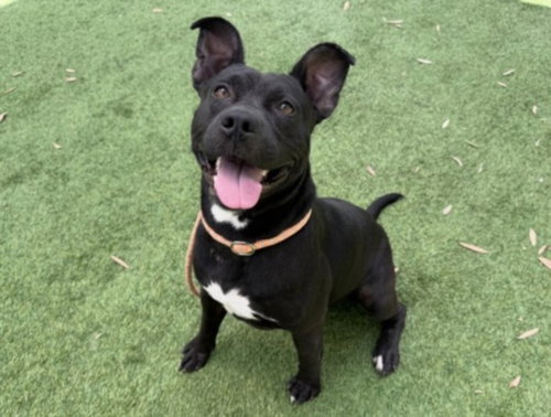 OTIS, a dog for adoption from South Los Angeles Animal Care and Control Center