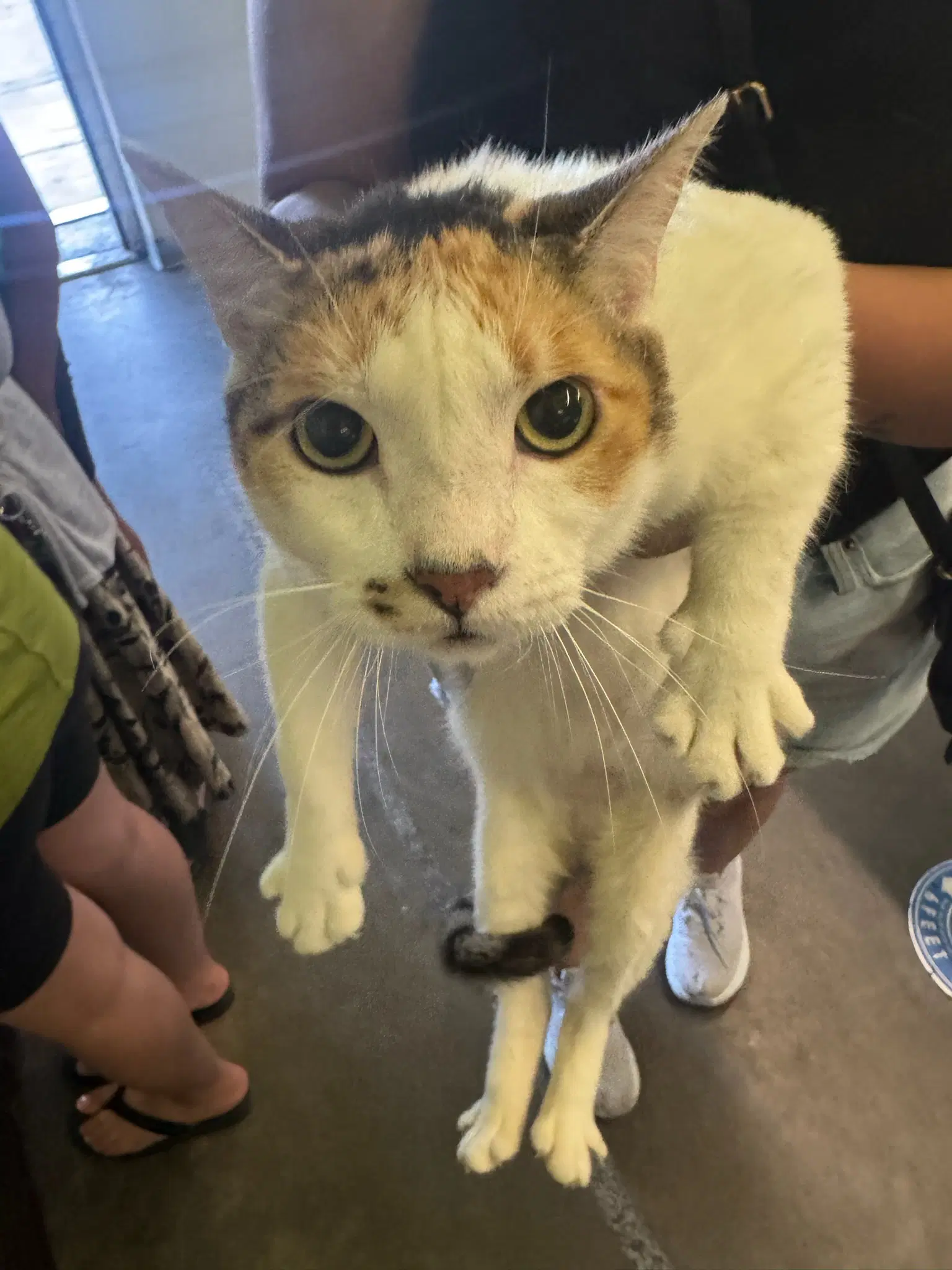 Bonnie - Domestic Short Hair