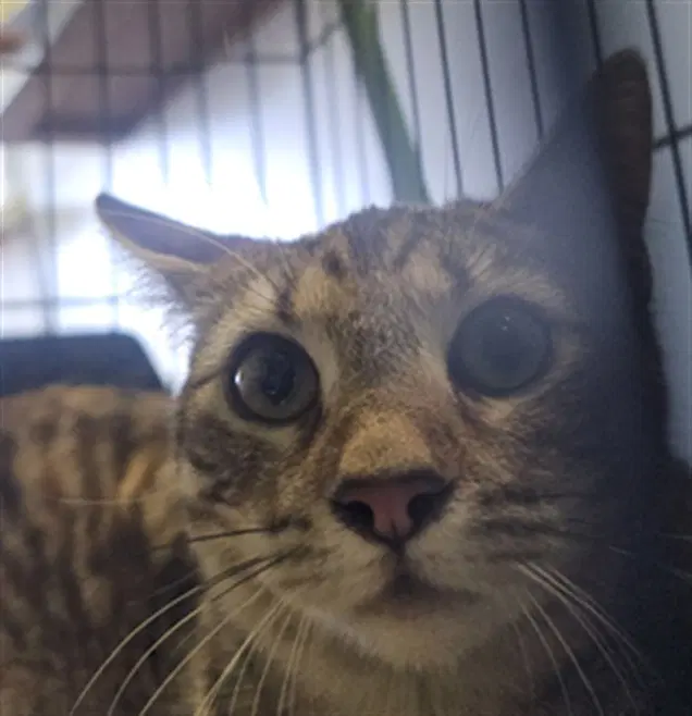 Luna - Domestic Short Hair