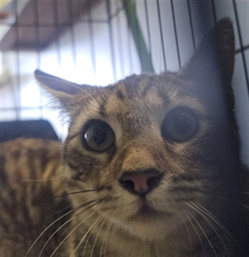 LUNA, a cat for adoption from South Los Angeles Animal Care and Control Center