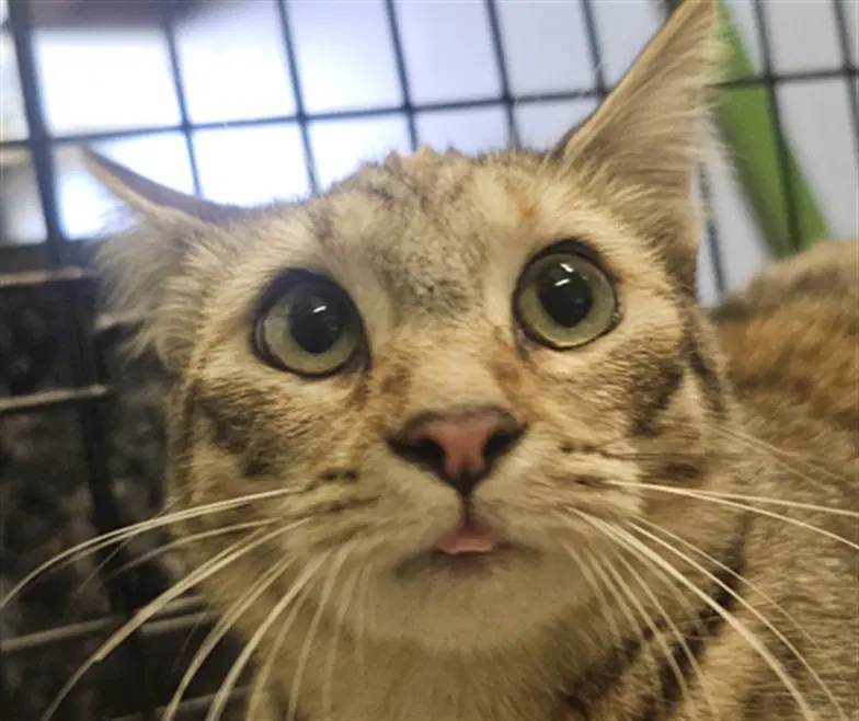 Estra - Domestic Short Hair