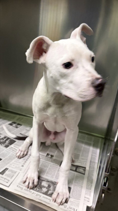 BOO BOO, a dog for adoption from South Los Angeles Animal Care and Control Center