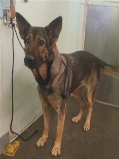 MARINA, a dog for adoption from South Los Angeles Animal Care and Control Center