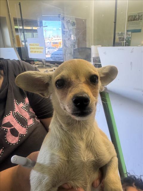 LULA, a dog for adoption from South Los Angeles Animal Care and Control Center