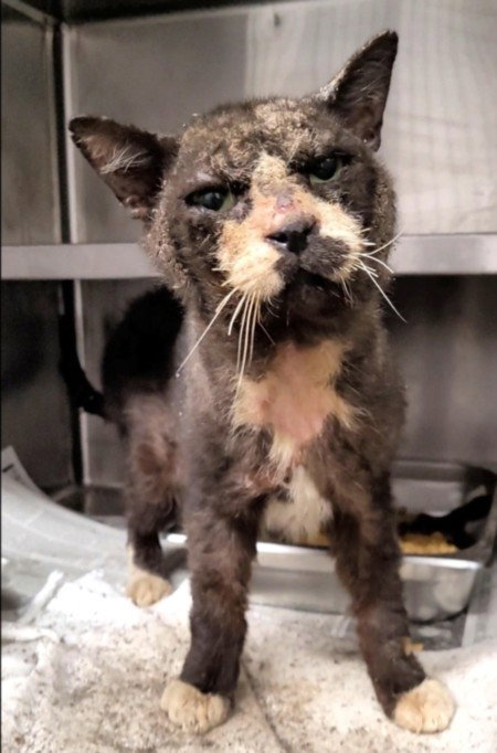LAD, a cat for adoption from South Los Angeles Animal Care and Control Center