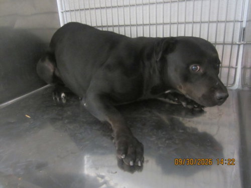 SWEET PIE, a dog for adoption from South Los Angeles Animal Care and Control Center