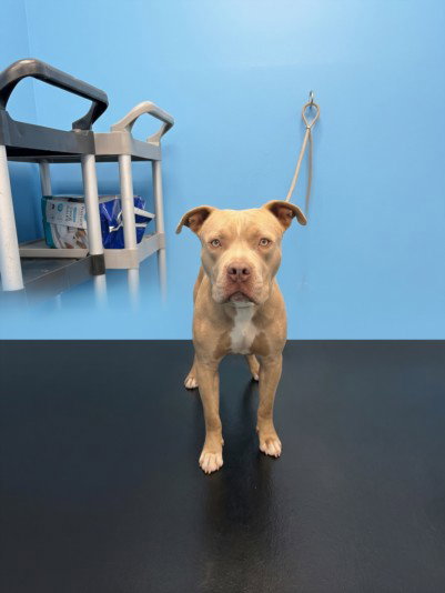 BUDDHA, a dog for adoption from South Los Angeles Animal Care and Control Center