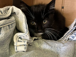 SARA, a cat for adoption from South Los Angeles Animal Care and Control Center