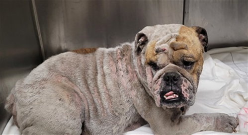 BRUTUS, a dog for adoption from South Los Angeles Animal Care and Control Center