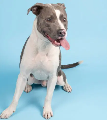 Springsteen - Pit Bull Terrier