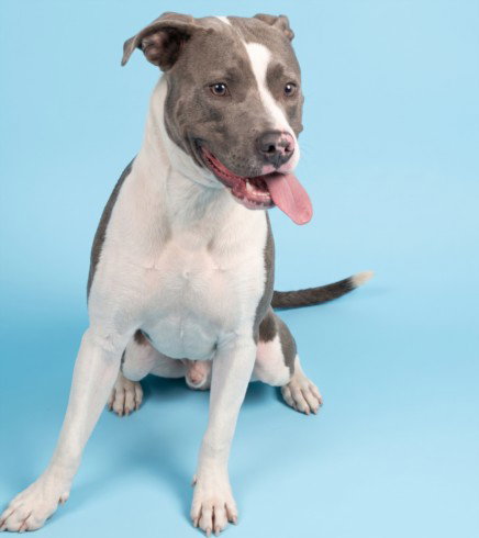 SPRINGSTEEN, a dog for adoption from South Los Angeles Animal Care and Control Center