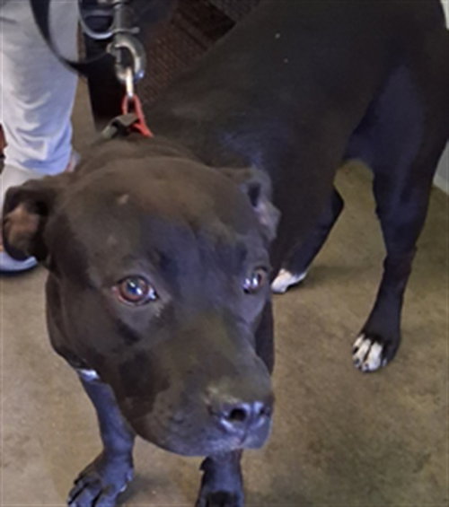 BLUE 5, a dog for adoption from South Los Angeles Animal Care and Control Center