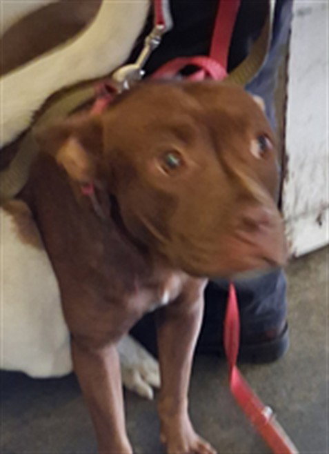 BROWNIE 5, a dog for adoption from South Los Angeles Animal Care and Control Center