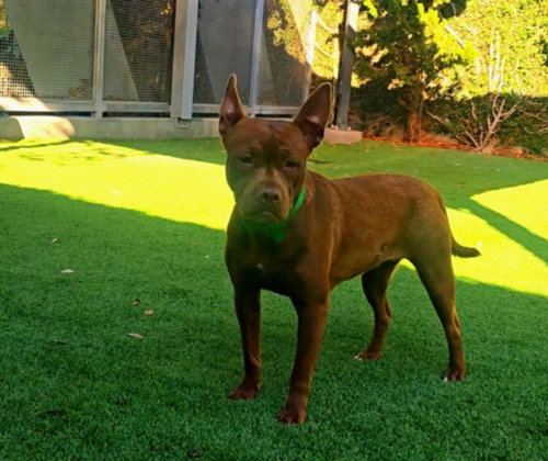 Brownie 5, Pit Bull Terrier (medium coat)