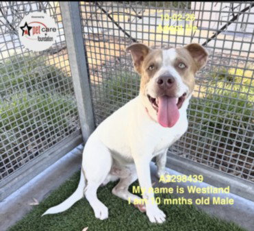 WESTLAND, a dog for adoption from South Los Angeles Animal Care and Control Center