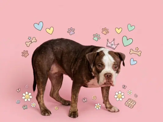Calliope - Pit Bull Terrier