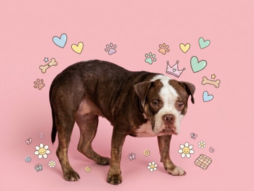 Calliope, Pit Bull Terrier / Mixed (medium coat)