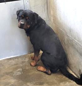 HULK, a dog for adoption from South Los Angeles Animal Care and Control Center