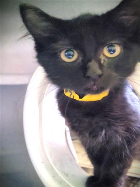 PAPRIKA, a cat for adoption from South Los Angeles Animal Care and Control Center
