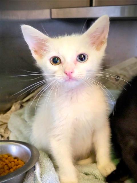 CHIPOTLE, a cat for adoption from South Los Angeles Animal Care and Control Center