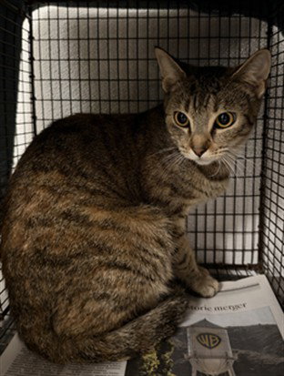 MAMA GIA, a cat for adoption from South Los Angeles Animal Care and Control Center