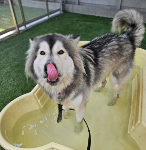 LUIGI, a dog for adoption from South Los Angeles Animal Care and Control Center