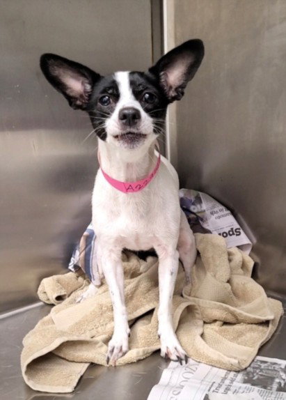 PAPRIKA, a dog for adoption from South Los Angeles Animal Care and Control Center
