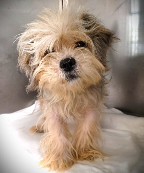 GUCCI, a dog for adoption from South Los Angeles Animal Care and Control Center