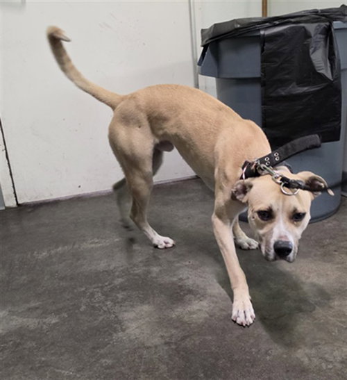 HUEDO, a dog for adoption from South Los Angeles Animal Care and Control Center