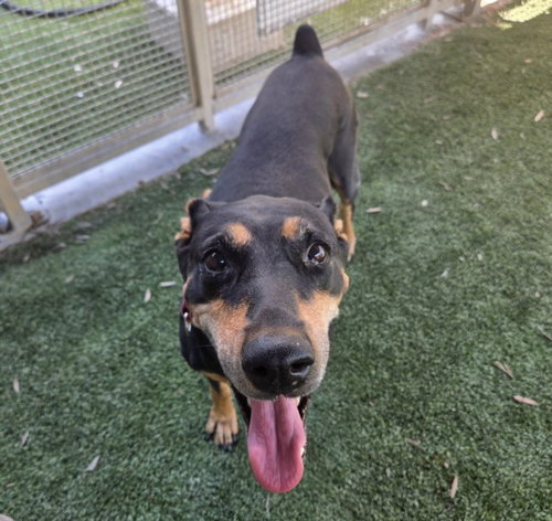 MYSTERY, a dog for adoption from South Los Angeles Animal Care and Control Center