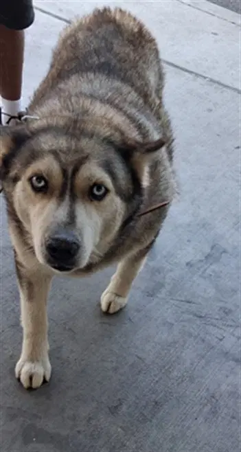 Bailey image 1