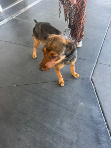 Nakola - German Shepherd Dog