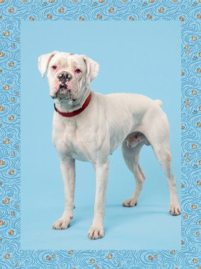 RIVER, a dog for adoption from South Los Angeles Animal Care and Control Center