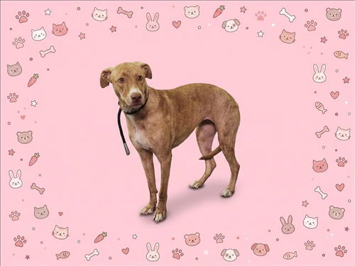 Honey, American Staffordshire Terrier (medium coat)