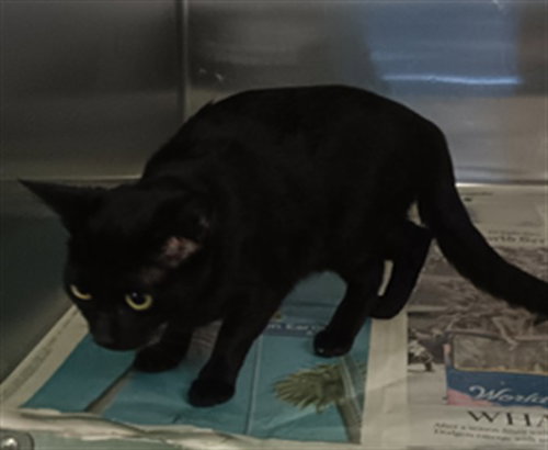 SUSHI, a cat for adoption from South Los Angeles Animal Care and Control Center