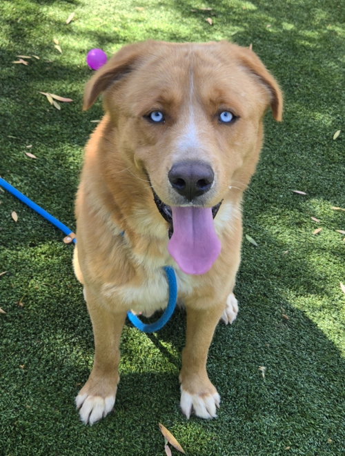 Gunner, Mastiff / Siberian Husky / Mixed (medium coat)