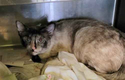 Salem, Domestic Short Hair (medium coat)