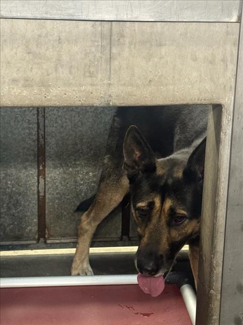 Flokie, German Shepherd Dog (medium coat)