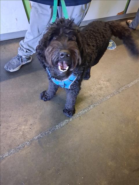 Vader, Poodle (Standard) (medium coat)